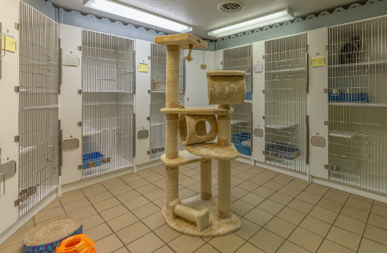Cat kennels