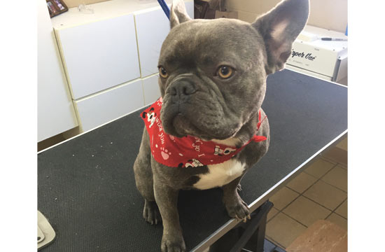Dog bandana after grooming in Pittsburgh PA